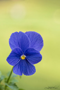 8th Oct 2023 - Pansy