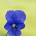 Pansy by lstasel