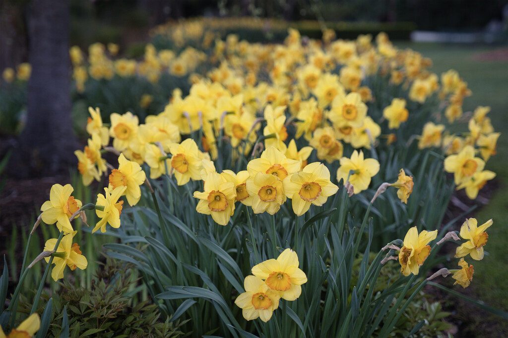 Daffodils still flowering strongly by dkbarnett