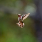 10th Oct 2023 - Annas Hummingbird