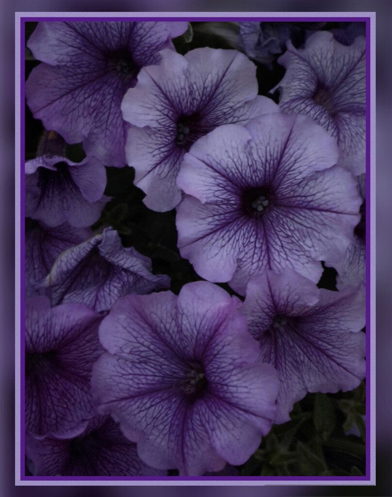 Purple Petunias at Night by eahopp