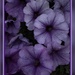 Purple Petunias at Night by eahopp