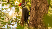 10th Oct 2023 - Female Pileated Woodpecker!