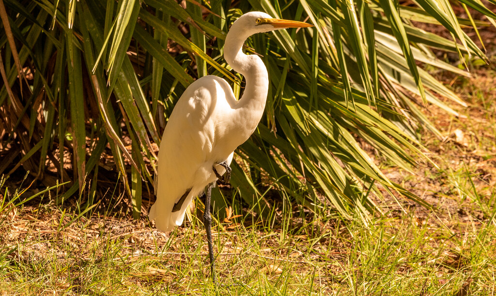 Egret Taking a Break! by rickster549