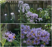 11th Oct 2023 - Aster Season