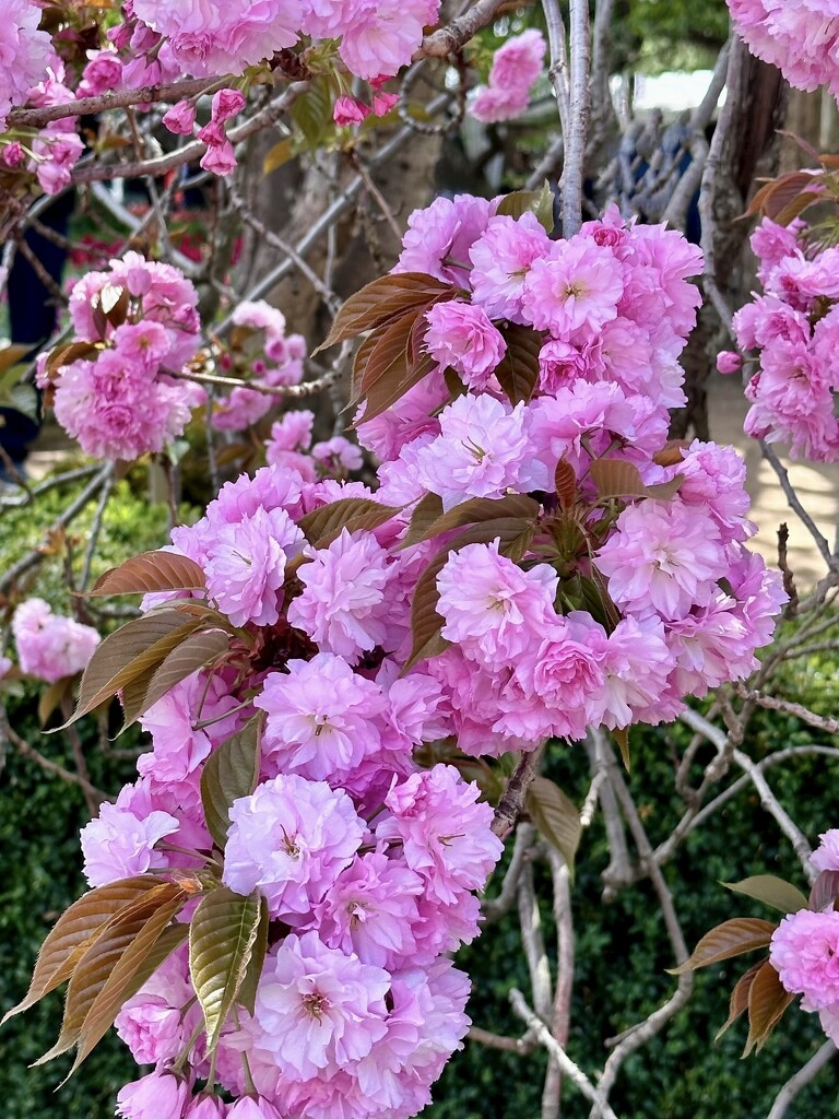 Japanese flowering cherry by kjarn