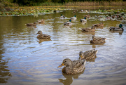 10th Oct 2023 - Ducks on the Pond