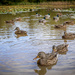 Ducks on the Pond by cdcook48