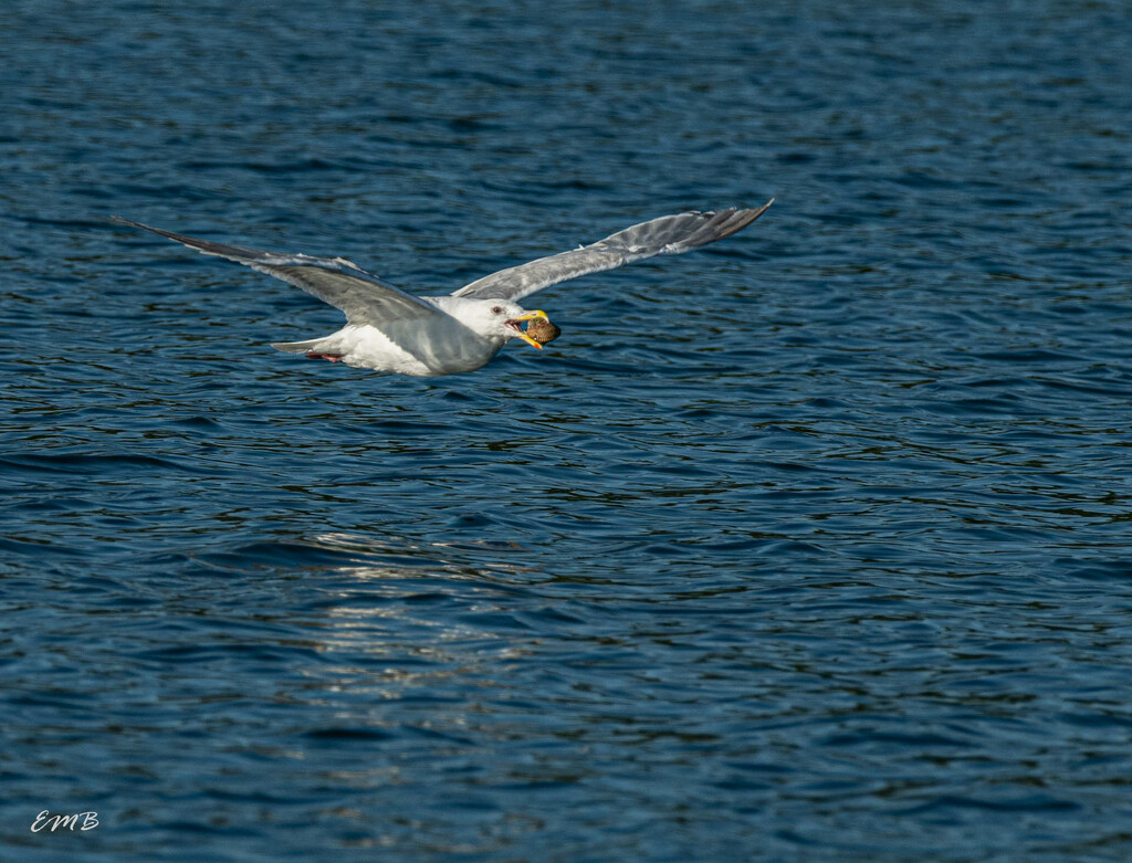 Gull with Clam by theredcamera