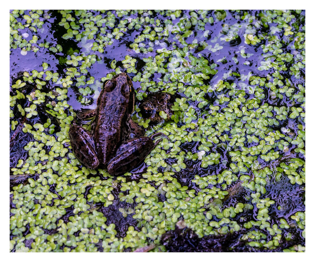 Froggy friends by theredcamera