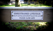 11th Oct 2023 - Unrestrained Livestock