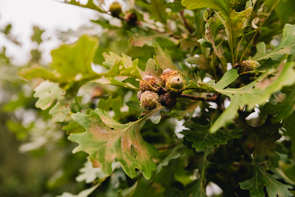 oak leaves acorn by myhrhelper