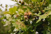 10th Oct 2023 - oak leaves acorn