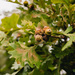 oak leaves acorn by myhrhelper