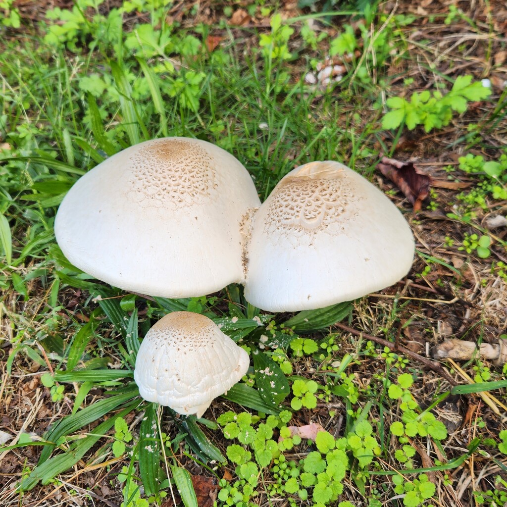 Super-sized mushrooms 🍄  by jb030958