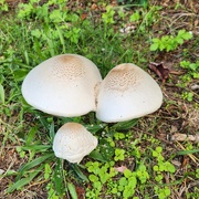 10th Oct 2023 - Super-sized mushrooms 🍄 