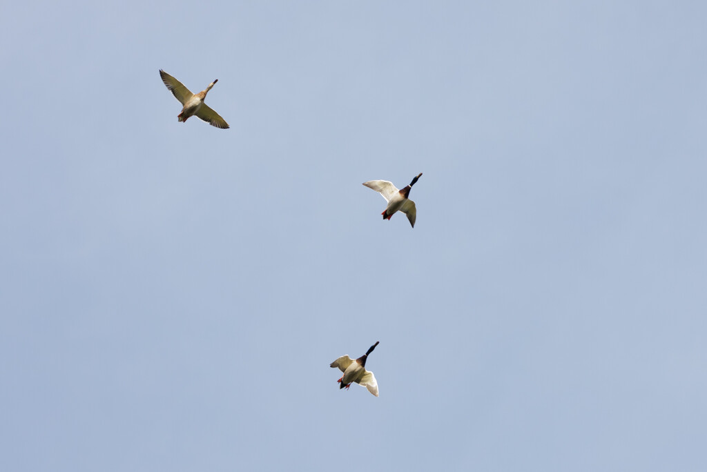 8 - Terrified Ducks in Flight by marshwader