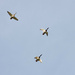 8 - Terrified Ducks in Flight by marshwader