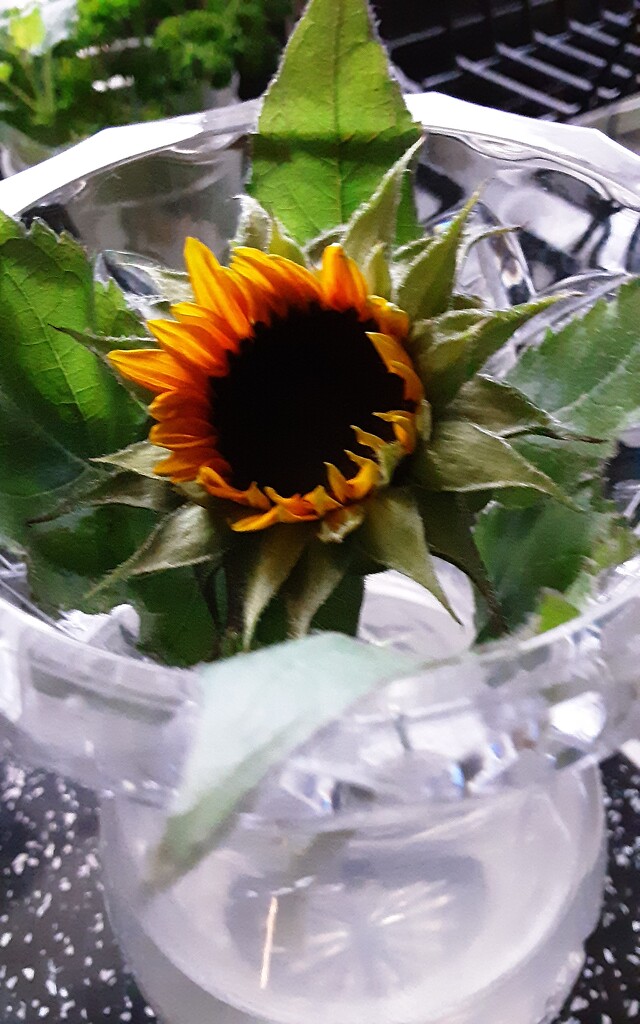 My precious sunflower by grace55