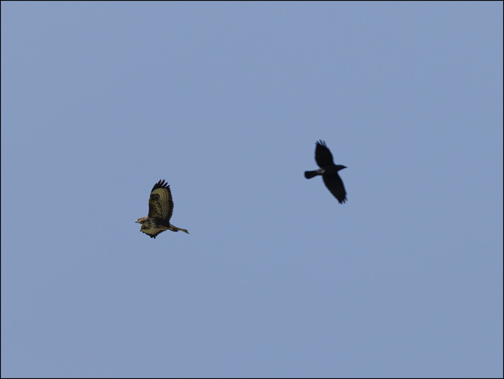 9 - Buzzard being mobbed by a Crow by marshwader