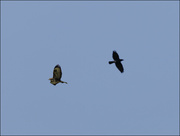 9th Oct 2023 - 9 - Buzzard being mobbed by a Crow