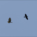 9 - Buzzard being mobbed by a Crow by marshwader