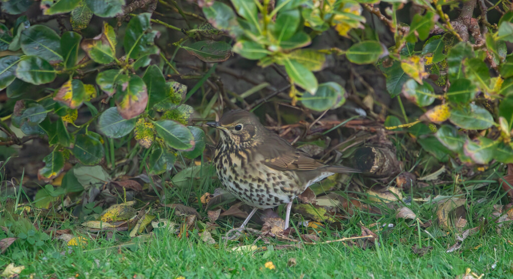 Song Thrush by lifeat60degrees