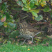 Song Thrush by lifeat60degrees
