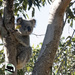 Grace is in the kindy by koalagardens
