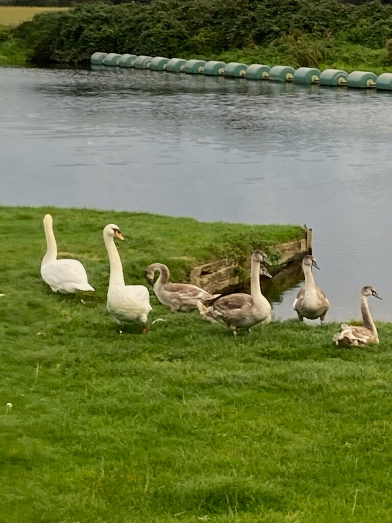 Swan family by 365anne