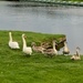 Swan family by 365anne