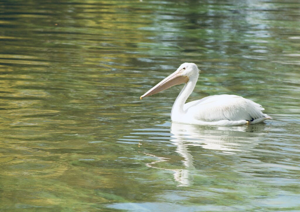 American White Pelican by mltrotter