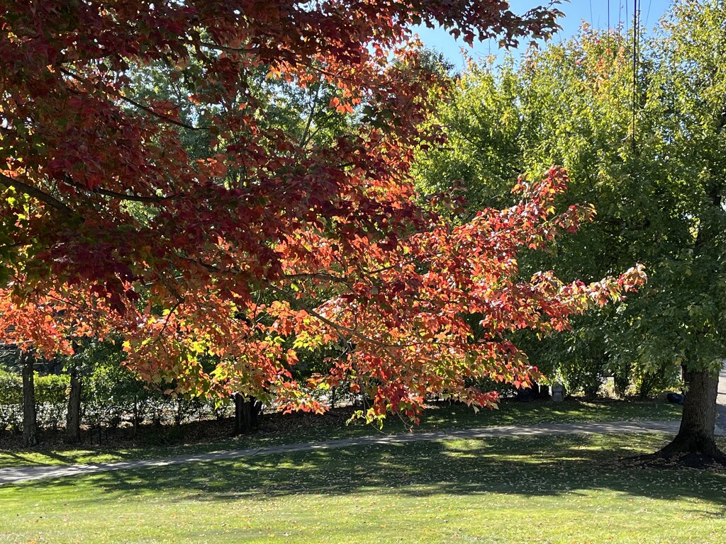 More Fall Colors by pej76