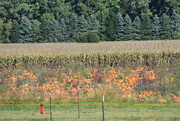 11th Oct 2023 - pumpkin fields forever