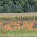 pumpkin fields forever by lisab514