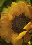 28th Sep 2023 - Baby Sunflower