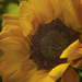 Baby Sunflower by skipt07