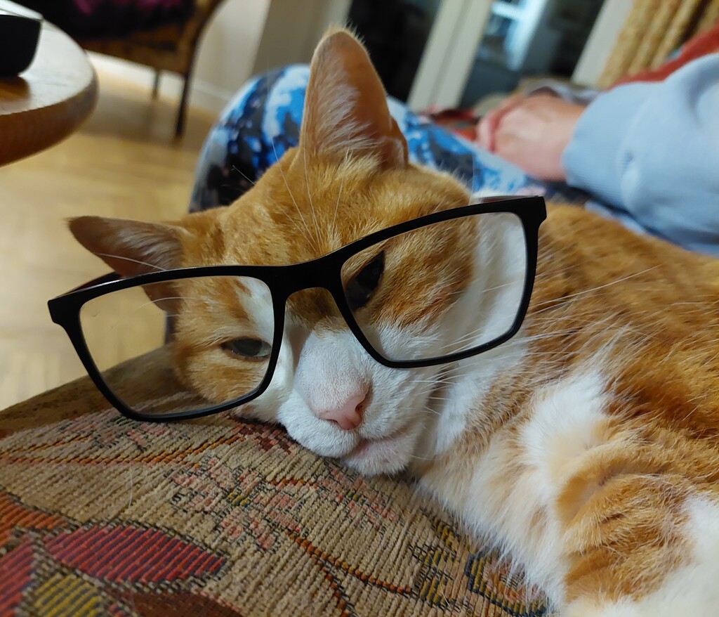 A studious cat by samcat
