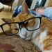 A studious cat by samcat
