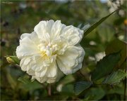 11th Oct 2023 - White Rose