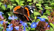 11th Oct 2023 - Butterfly