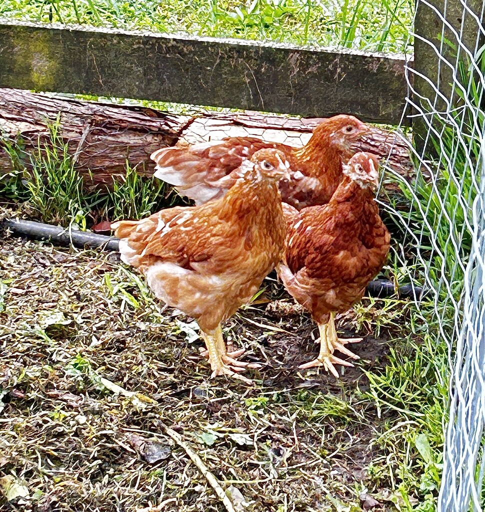 Our new girls , still quite young as still have a little fluff on side of there heads  by Dawn