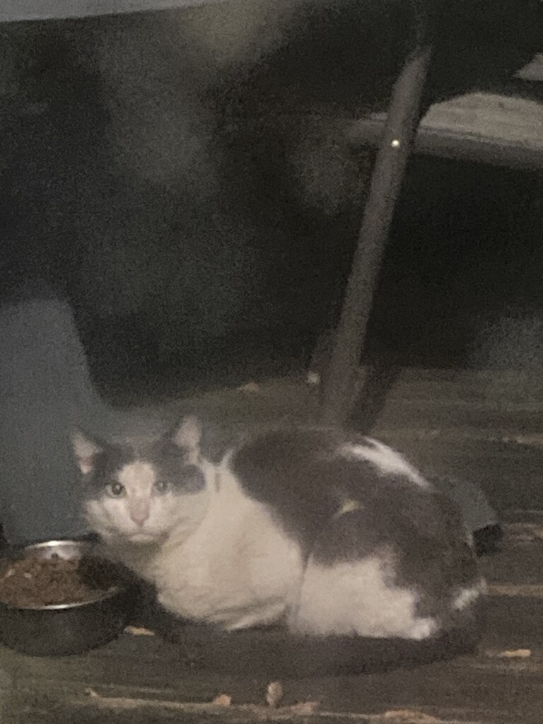 Another Kitty at Bob’s Dish by spanishliz