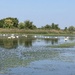 Swan Lake by illinilass