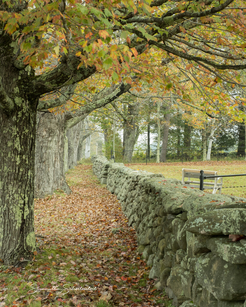 The path from the village by sschertenleib