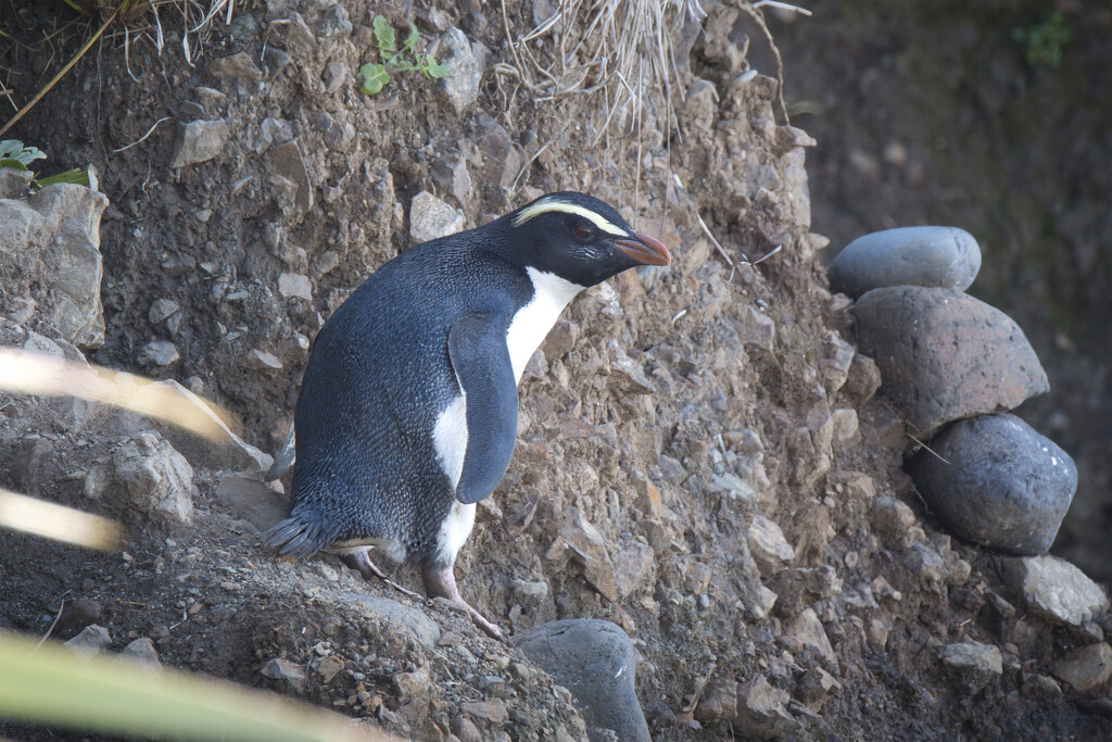 Fiordland Crested Penguins by dkbarnett