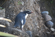 7th Oct 2023 - Fiordland Crested Penguins