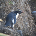 Fiordland Crested Penguins by dkbarnett