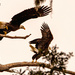 Bald Eagles Departure! by rickster549