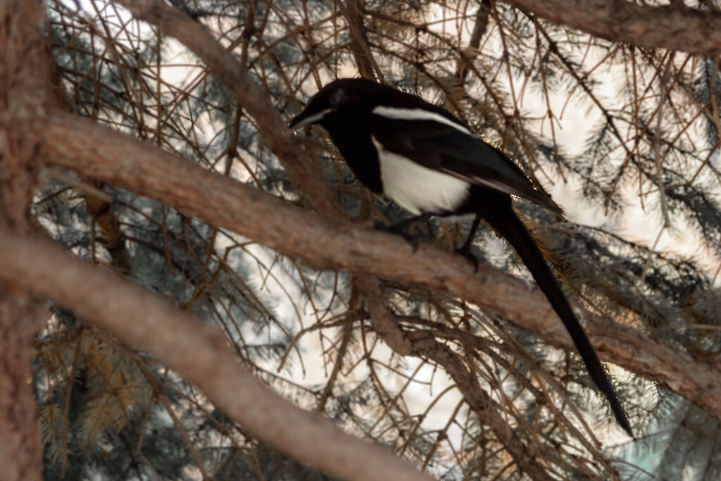 Magpie in the Rain by farmreporter